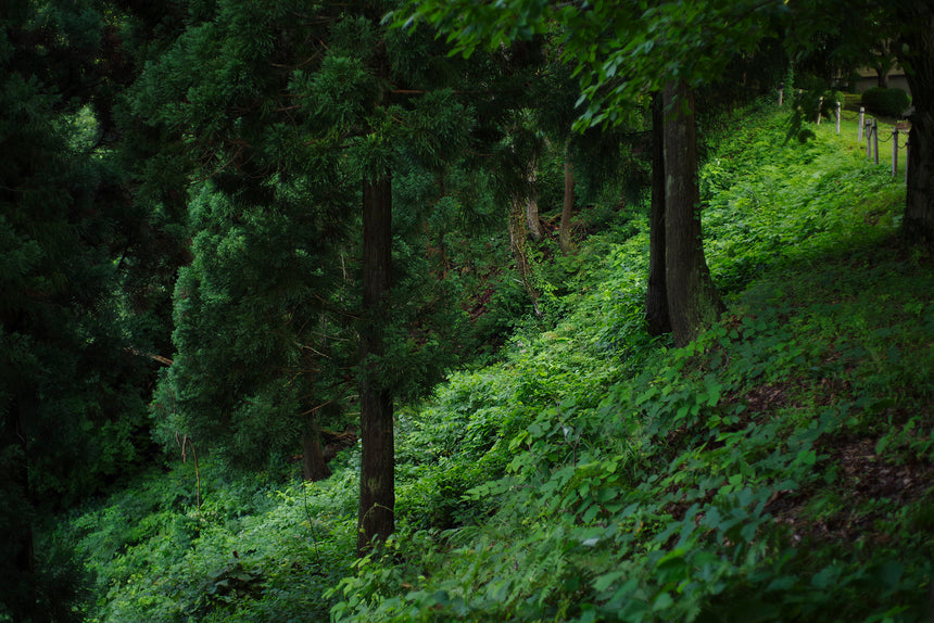 それぞれのルーツについて